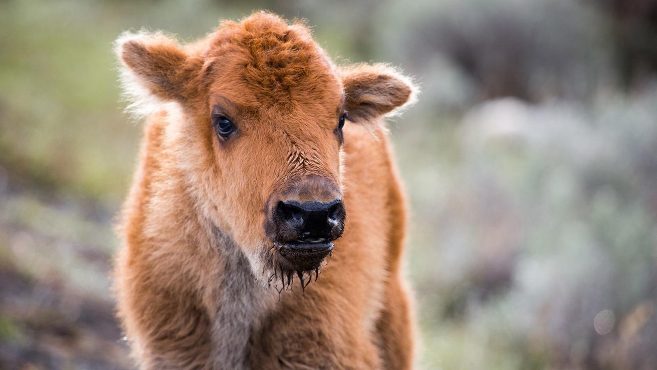 adorable baby bison calf seen at Yewllowstone National Park