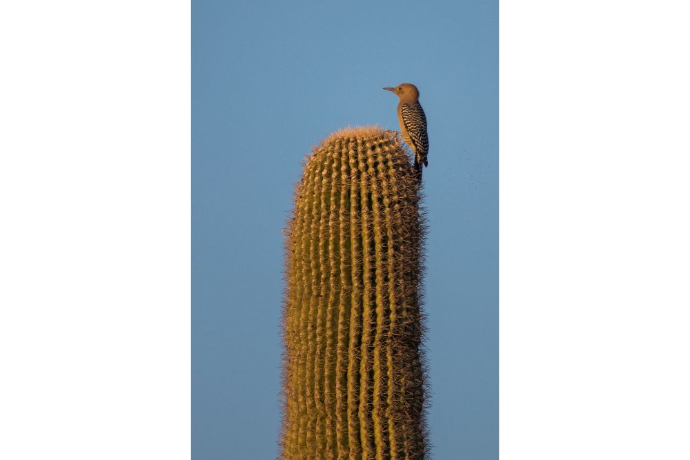 gila woodpecker on cacti in saguaro national park