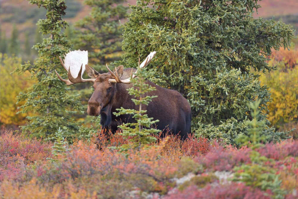 a moose inside Denali national park during the fall 