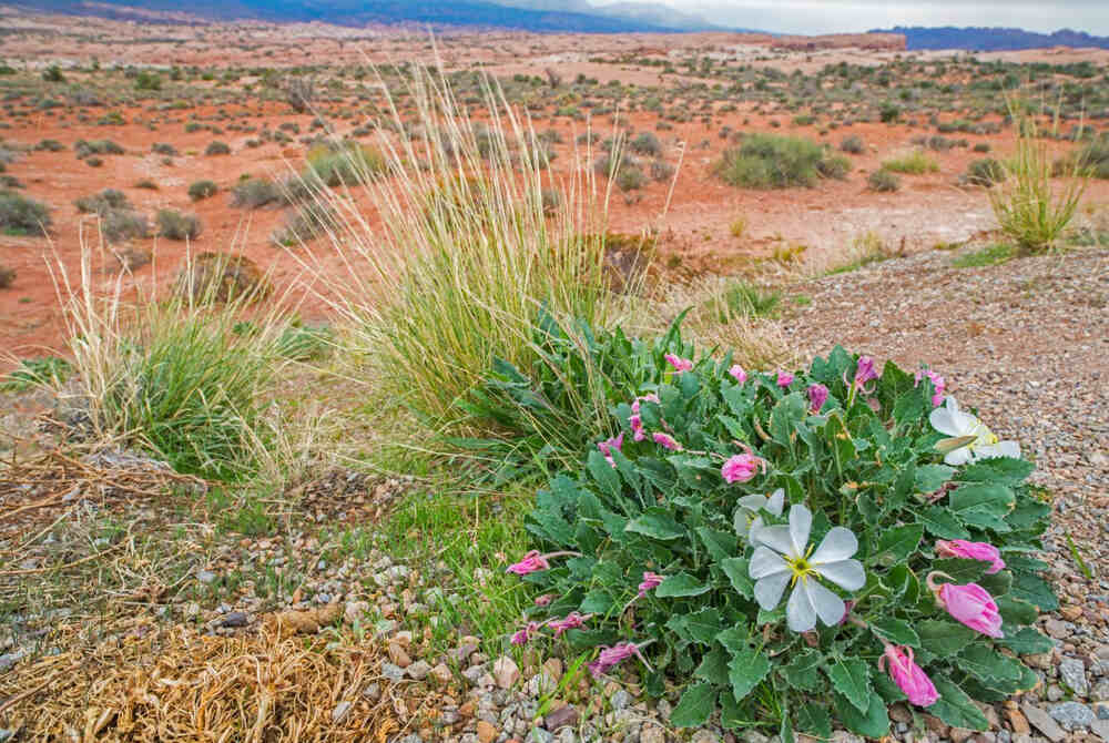 Beautiful spring wildflowers come alive during the spring season in Arches NP