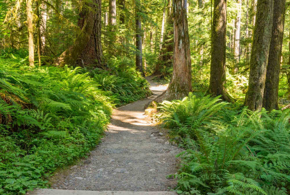 view of a hiking trail in a national park
