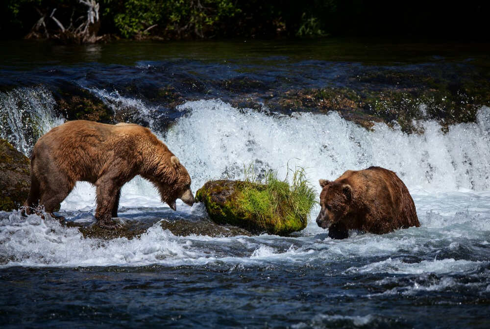 two Alaskan Brown Bear hunt for Salmon at the iconic Brooks Falls in Katmai national park