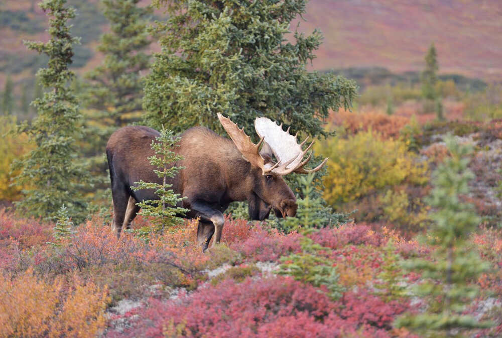 A bull moose grazes along the rugged landscape of Denali National Park