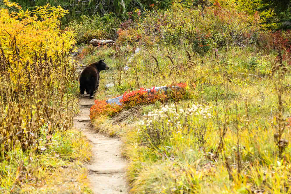 A female black bear takes a stroll along the Wonderland Trail inside Mount Rainier National Park