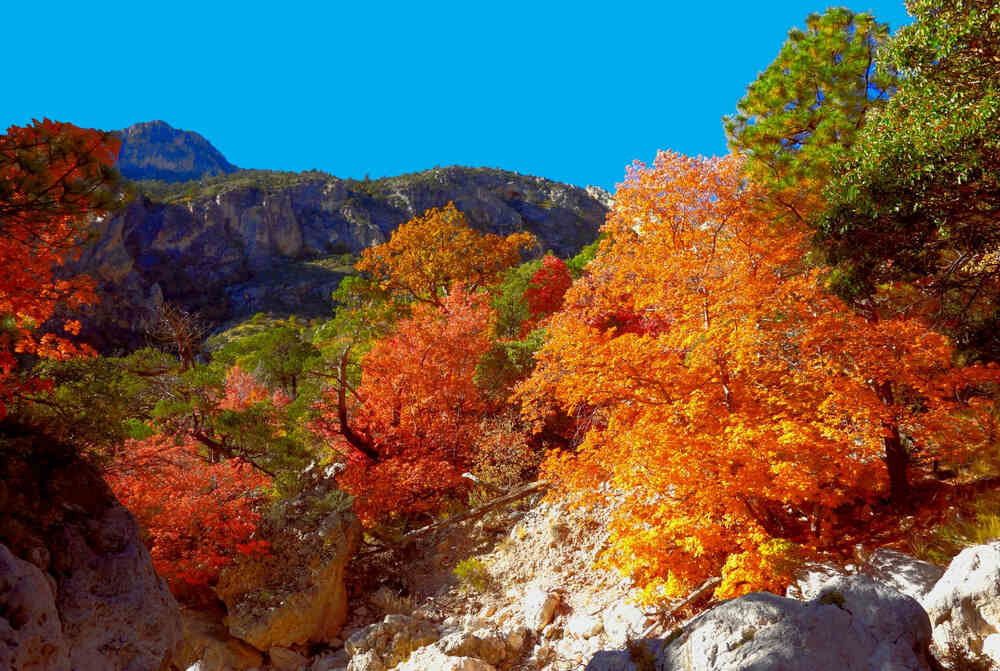 beautiful Fall autumn colors in Guadalupe Mountains National Park
