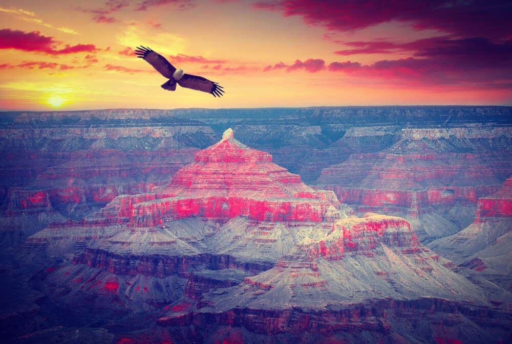 A bald eagle flies over the Grand Canyon during a mesmerizing sunset