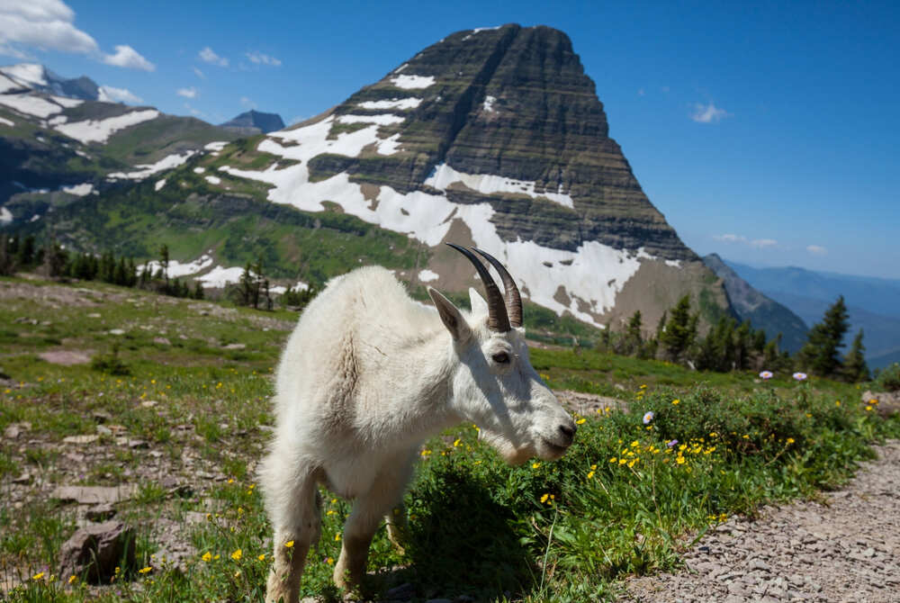 Mountain Goat in Glacier National Park