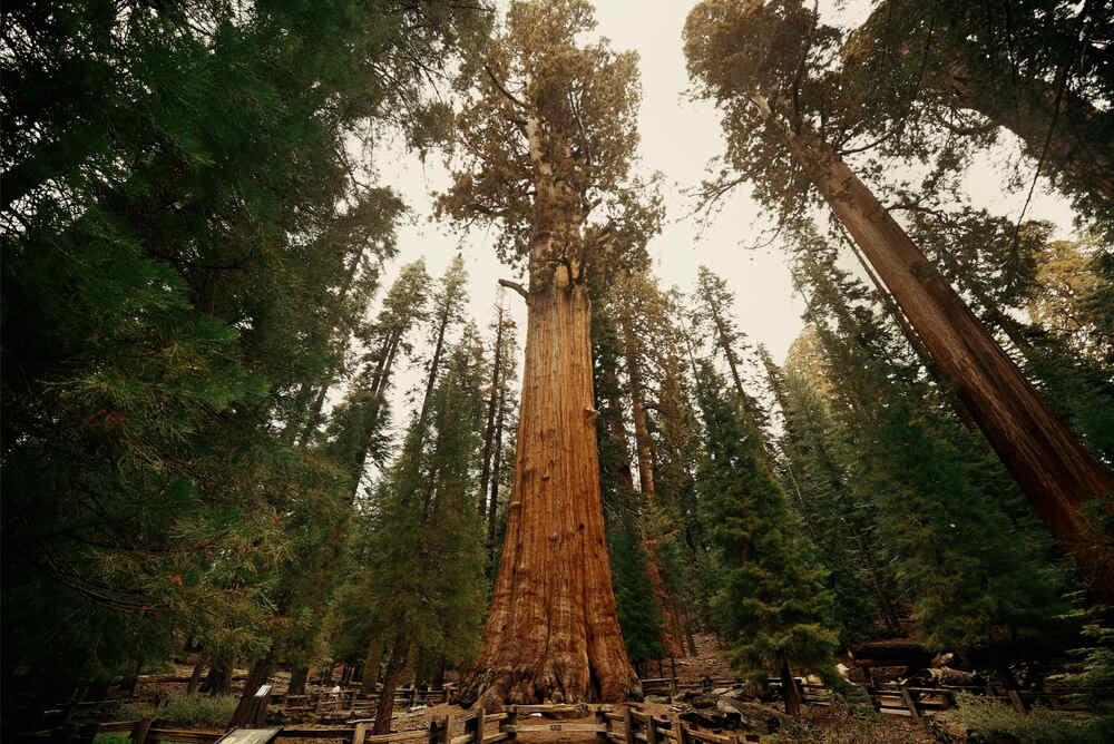 General Sherman Tree Sequoia National Park, California.
