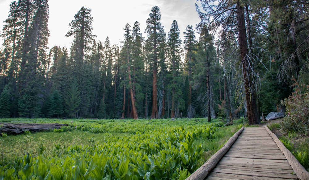 A lovely boardwalk that cuts across the grassy meadows and Sequoia Trees along the Big Trees Trail