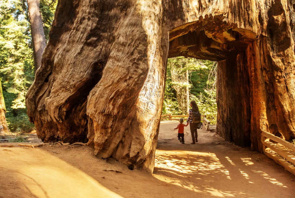 A mother and toddler enjoy a walk through the Tuolumne Grove of Giant Sequoias inside of Yosemite National Park