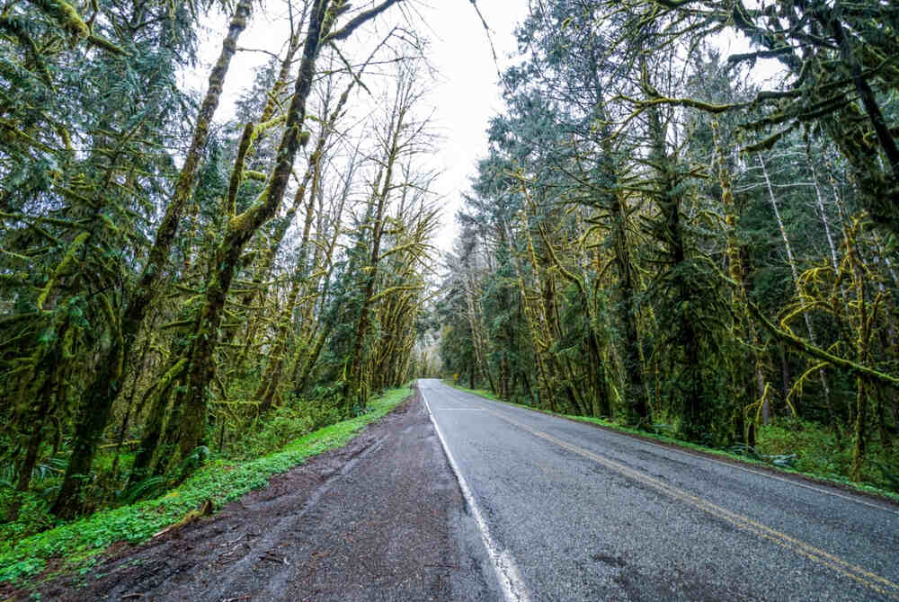 the Hoh River Road making its way through the damp, lush temperate rainforest