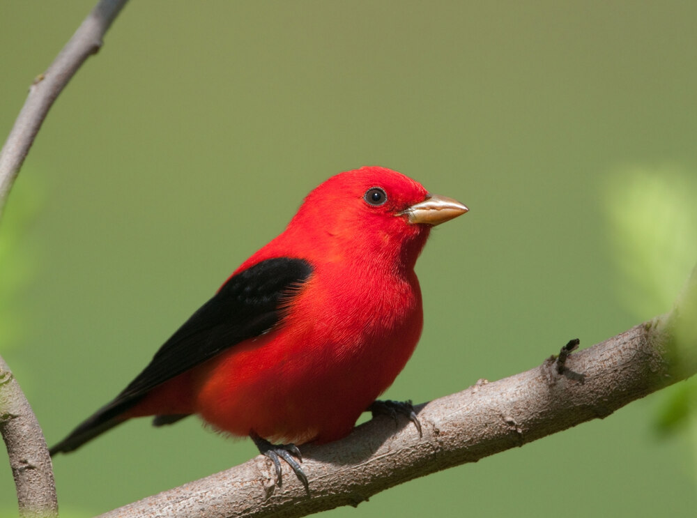 male scarlet tanager perched on a tree