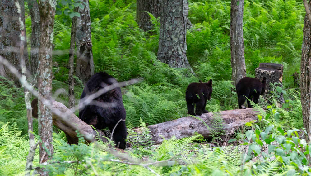 a mother black Bear and her two cubs traverse through the forests inside Shenandoah National Park