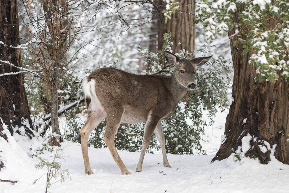 A black-tailed deer fawn looks for food in the snow inside of Yosemite
