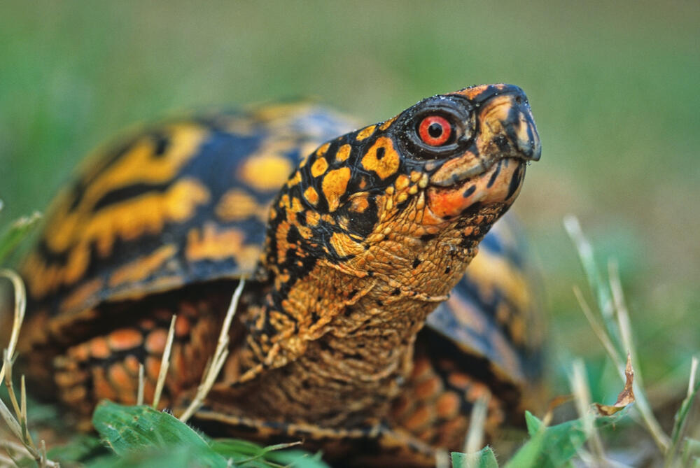 Eastern box turtles Shenandoah