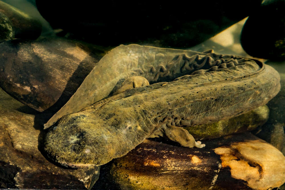 an eastern hellbender rests on a rocky riverbed in shenandoah np
