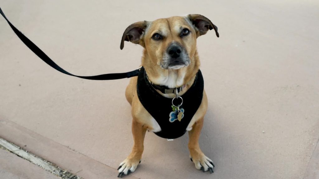 image of a dog on a leash in Joshua Tree np