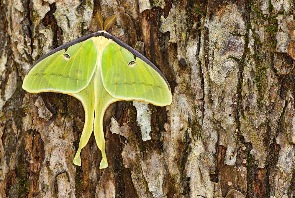 a green luna moth on a tree in shenandoah np