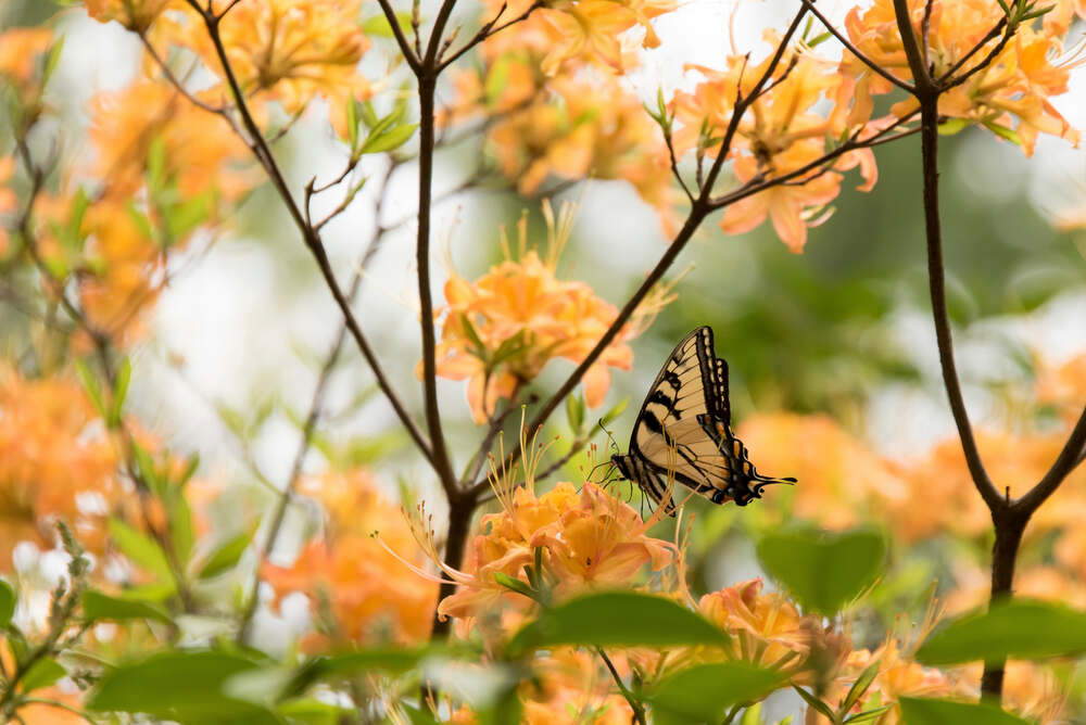 A Tiger Swallowtail butterfly on a Flame Azalea inside GSMNP