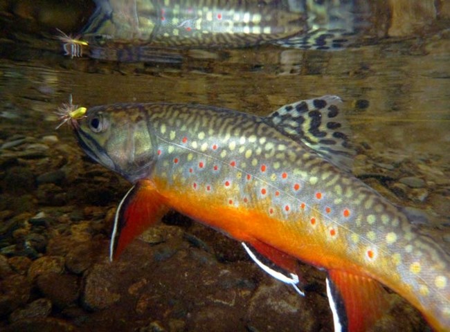 Brook trout are a native fish species in a cold, clear stream of Great Smoky Mountains National Park