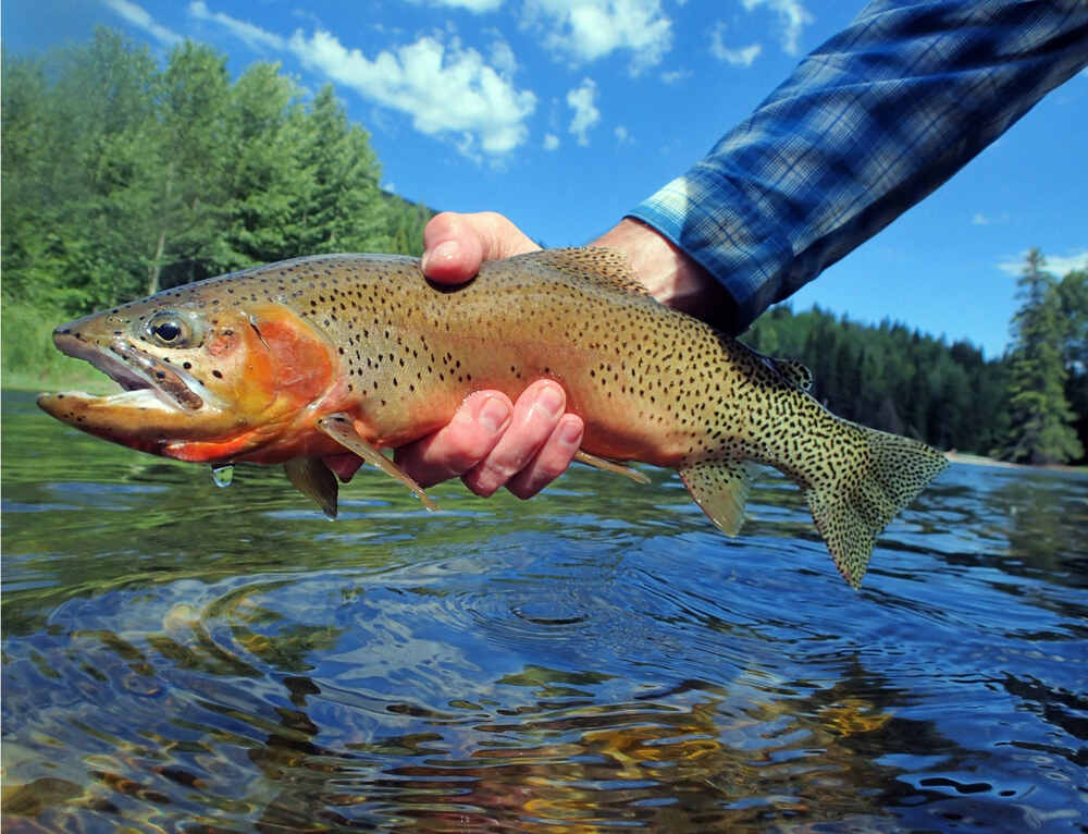 man holding a Colorado River Cutthroat Trout in a river at rocky mountain national park
