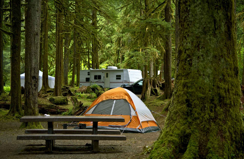 A campsite inside the Hoh Rainforest Campground surrounded by lush moss-covered trees