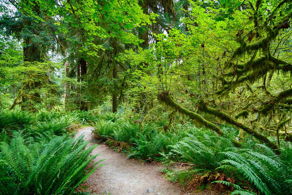 A trail inside the Hoh Rainforest leads through beautiful ferns and moss-draped old-growth trees