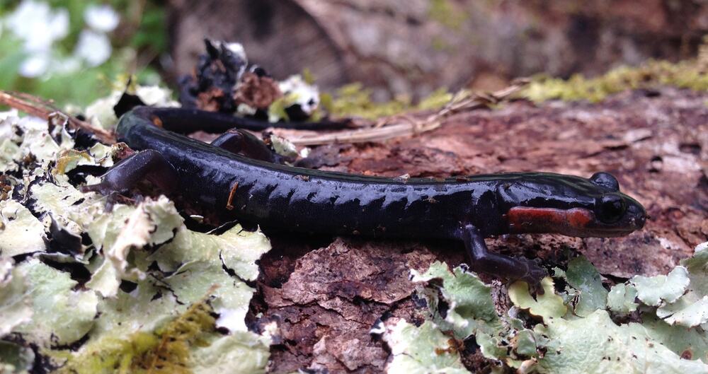 a red-cheeked salamander crawling on the forest ground in the Smoky Mountains