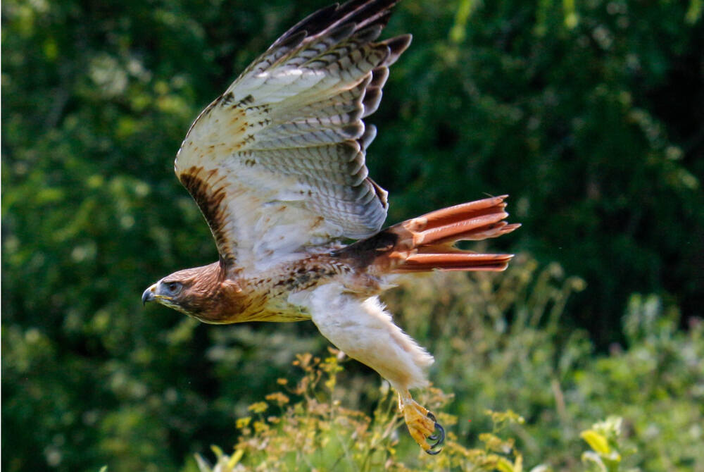 A majestic red-tailed hawk in full flight