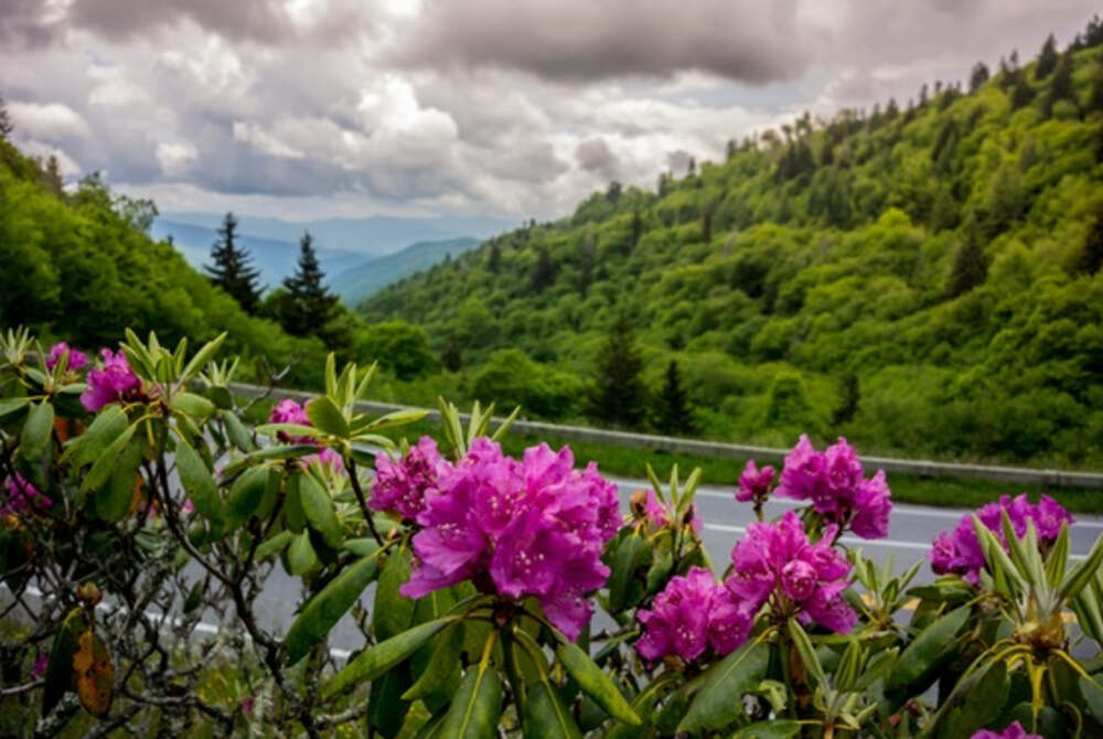 Rhododendron flowering shrub in the Great Smoky Mountains