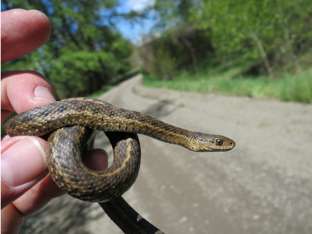 a person holding a Western Terrestrial Garter Snake which are commonly found in rocky mountain national park
