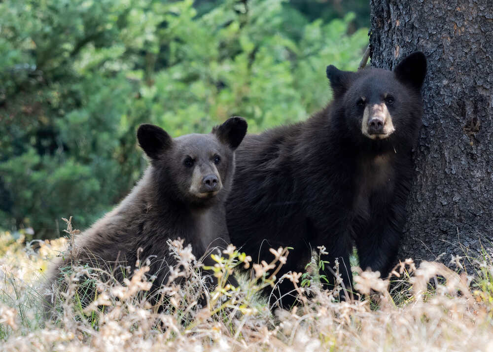 Black bears inside Grand Teton