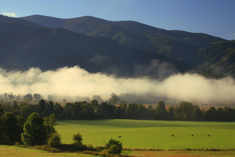 views of deer can be seen grazing along the grassy meadows of Cades Cove with the mountains towering in the background