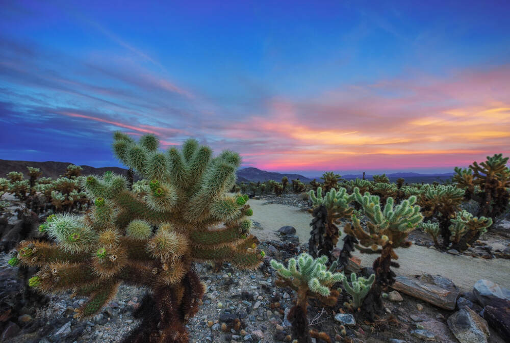 Joshua Tree National Park Cholla Cactus Garden