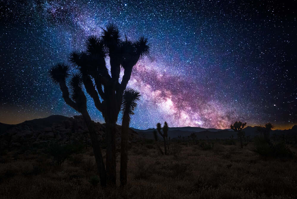 The night sky inside Joshua Tree National Park