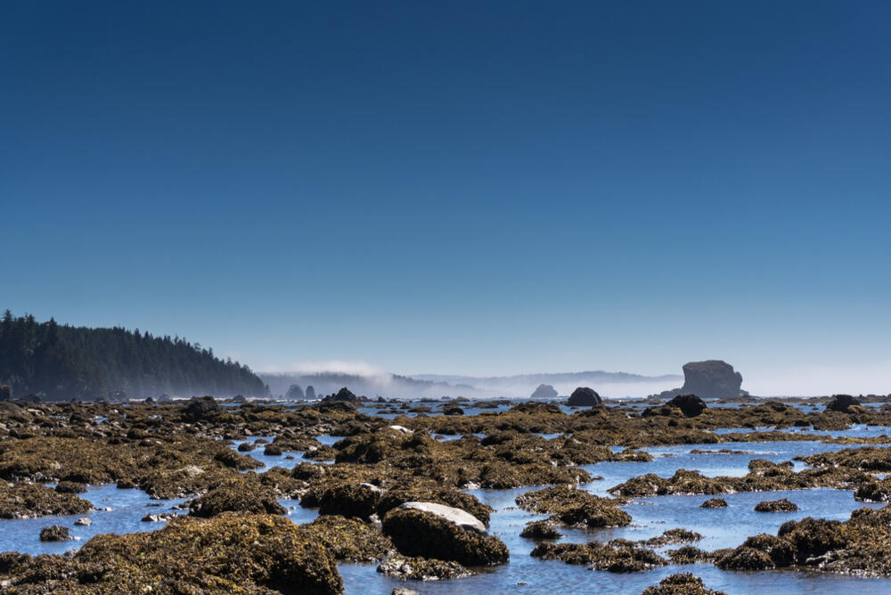 Ozette Beach in Washington features a remote, rugged shoreline with a mix of sandy stretches and rocky outcrops, bordered by dense coastal forests