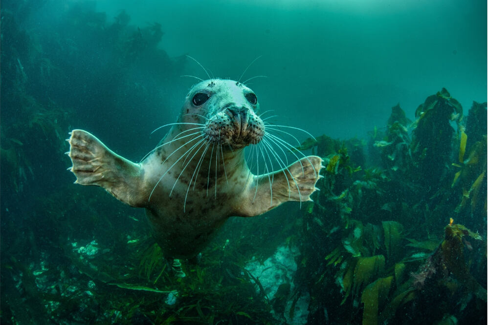 A baby seal dives underwater near a kelp forest