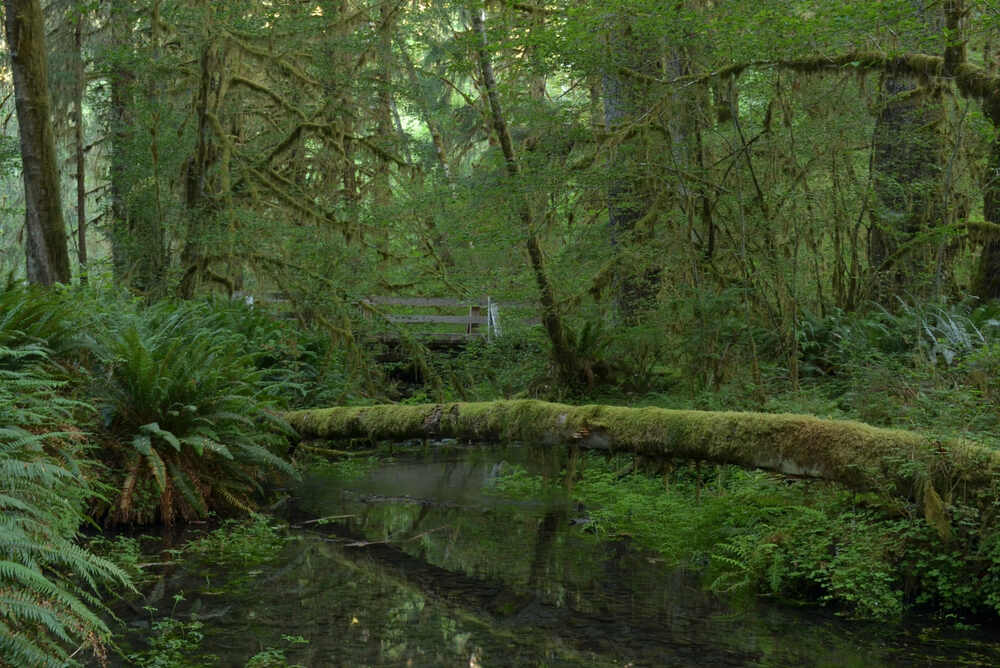 A gentle creek flows through the moss-draped landscape of the lush Hoh Rainforest