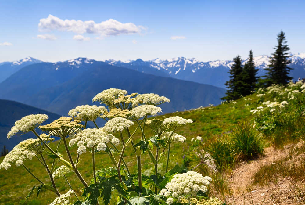 Hurricane Ridge Olympic National Park