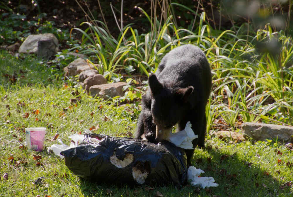 black bear is seen here rummaging through a bag of trash near a suburban area
