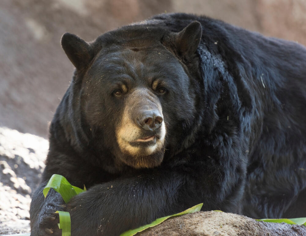 chunky black bear takes things easy while resting on a rocky outcrop