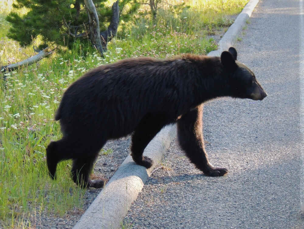 black bear crossing the street in olympic national park