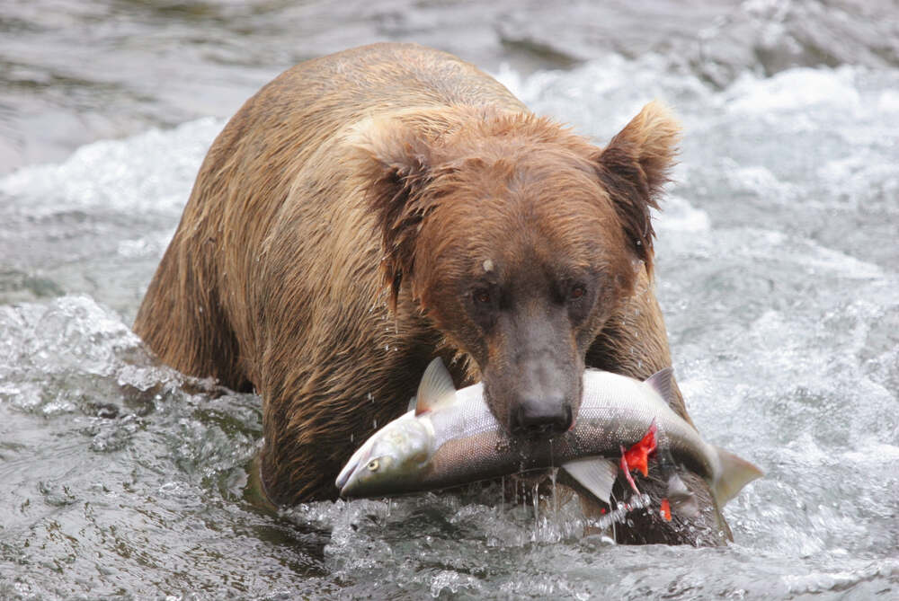 a brown bear catches a salmon at brooks river falls in katmai national park