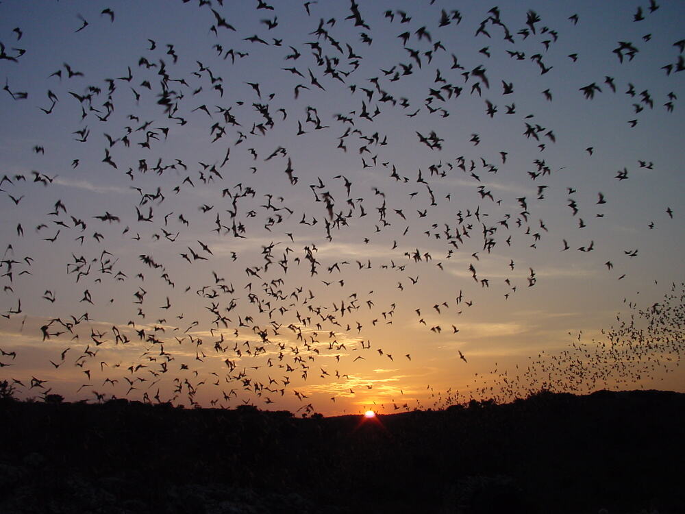 A lot of Brazilian free-tailed bats flying at dusk at Carlsbad Caverns National Park 
