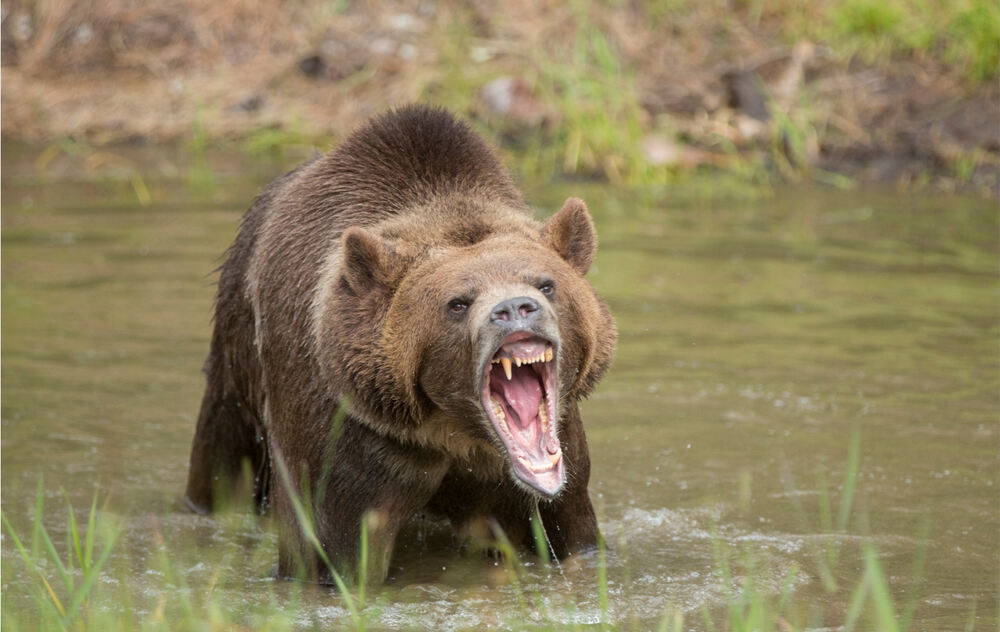 grizzly bear showing signs of aggression