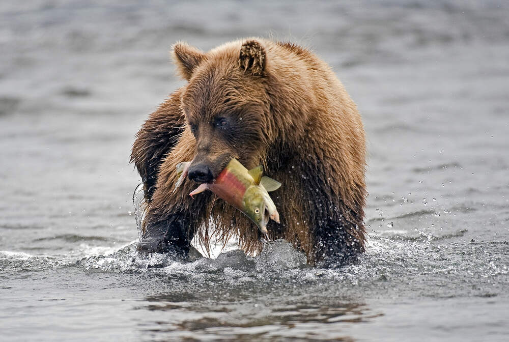 Grizzly bears hunt salmon by standing in rivers or near waterfalls, using their powerful paws and sharp claws to catch the fish as they swim upstream during the spawning season