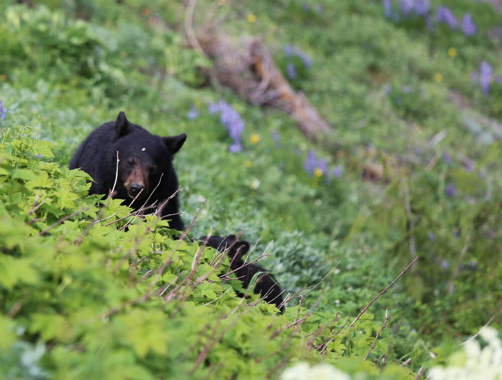 black bear and her cub along Hurricane Ridge in Olympic National Park.