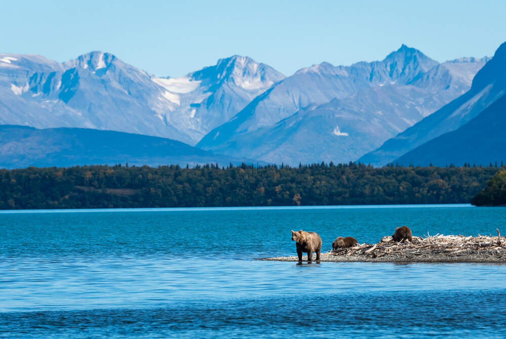 A trio of brown bears traverse the shoreline inside Katmai National Park