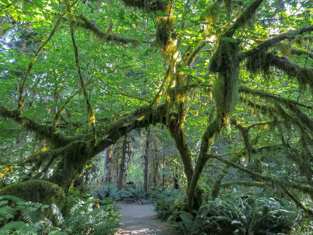 hoh rain forest with trees covered in moss and dense vegetation