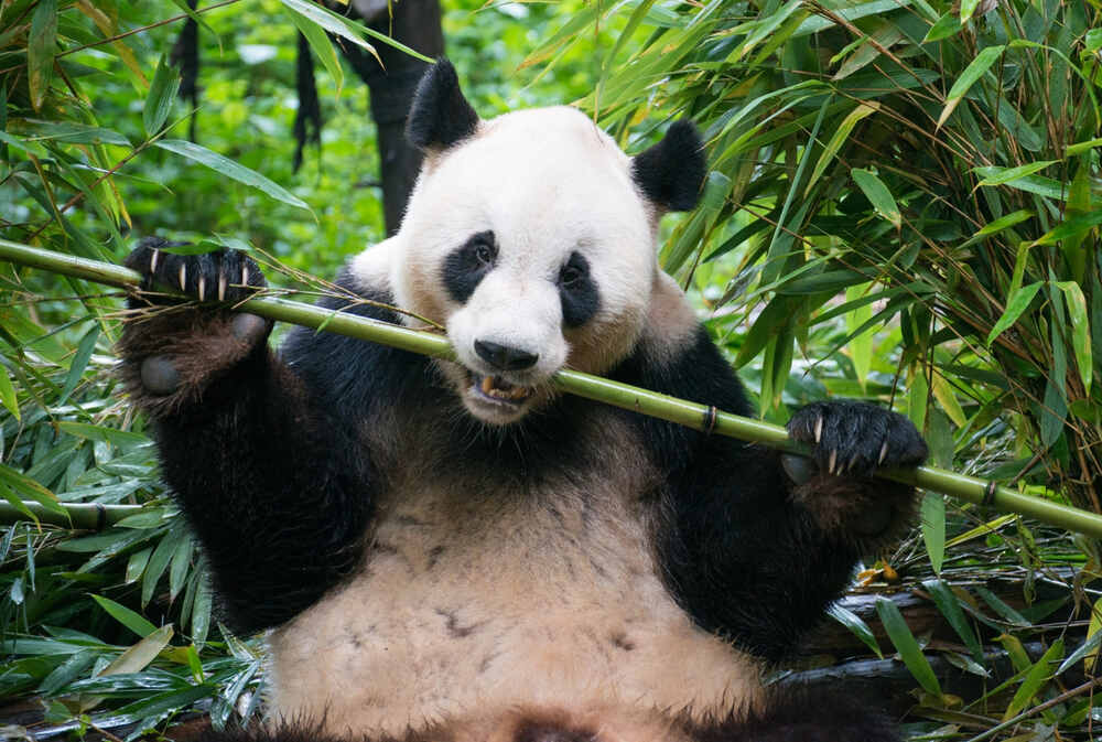 panda bear eating bamboo in natural habitat